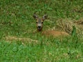 Roe deer lying in the grass, KsiÃâ¦ÃÂ¼, Poland